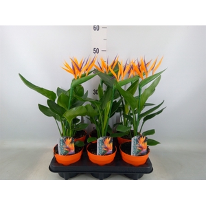 Arr.  Strelitzia L%