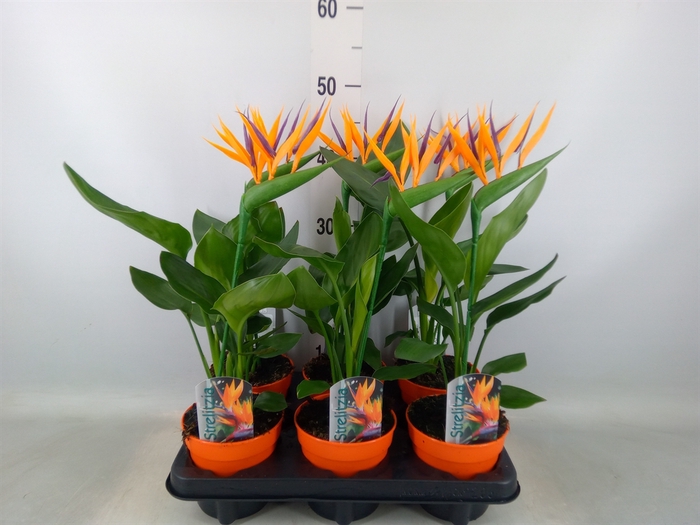 <h4>Arr.  Strelitzia L%</h4>