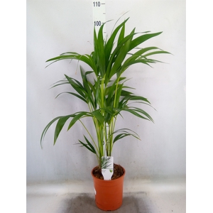Howea forsteriana