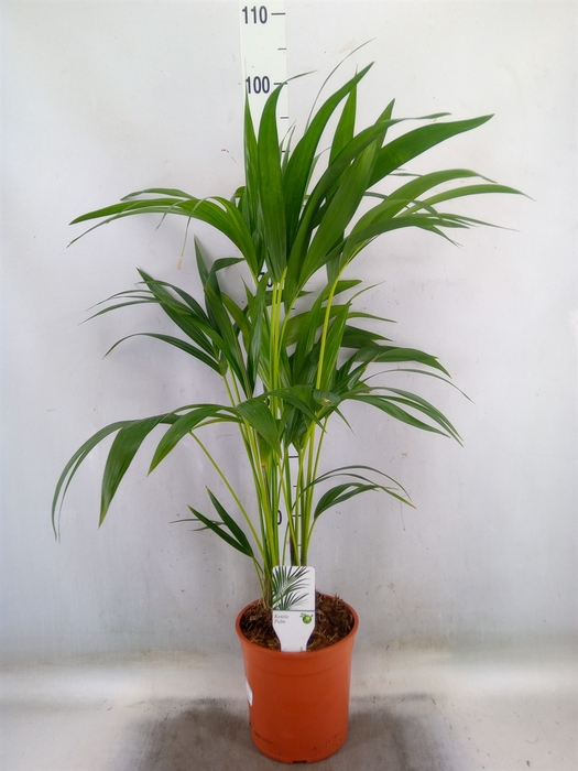 <h4>Howea forsteriana</h4>