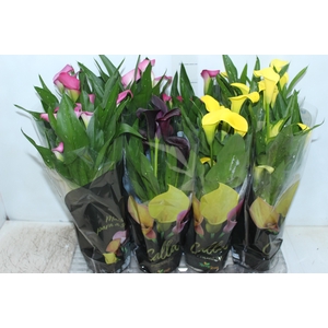 CALLA COLORIDA P14 PREMIUM