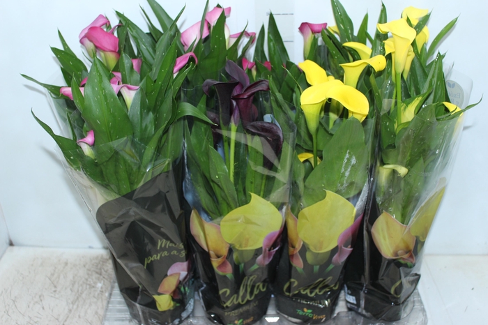 <h4>CALLA COLORIDA P14 PREMIUM</h4>