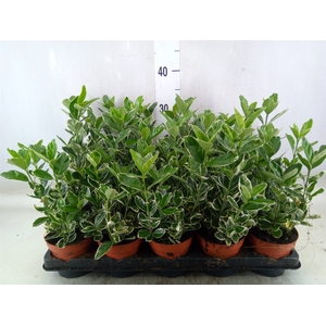 Euonymus fortunei 'Silver Queen'