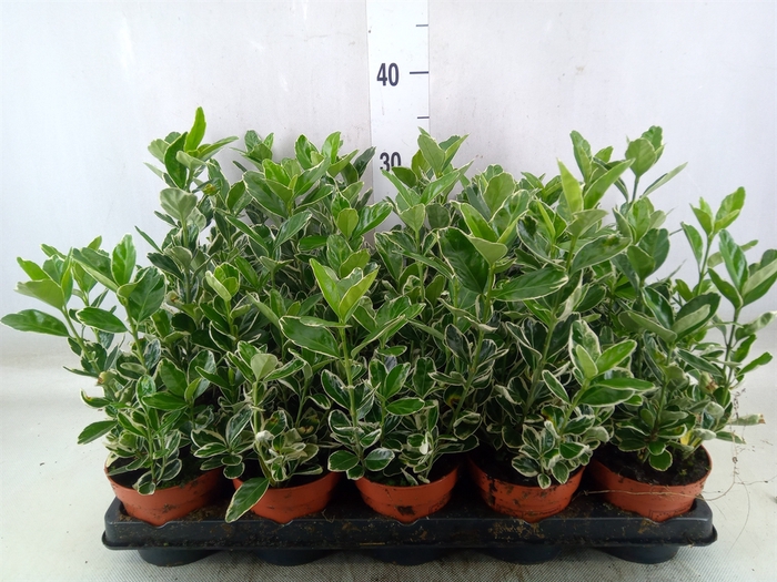 <h4>Euonymus fortunei 'Silver Queen'</h4>