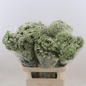 Ammi Visnaga 'casablanca'