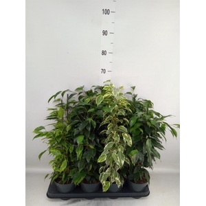 Ficus benja.   ...mix