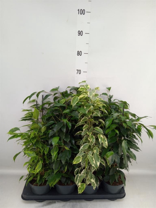 <h4>Ficus benja.   ...mix</h4>
