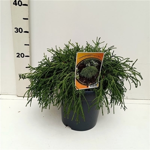 Chamaecyparis p. 'Filifera Nana'