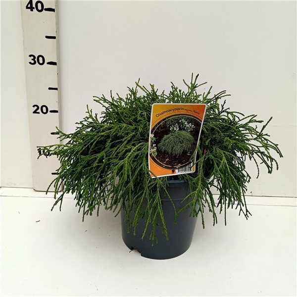 <h4>Chamaecyparis p. 'Filifera Nana'</h4>