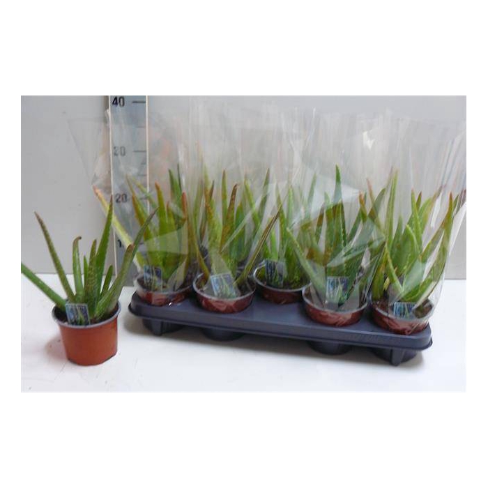 <h4>Aloe Vera</h4>