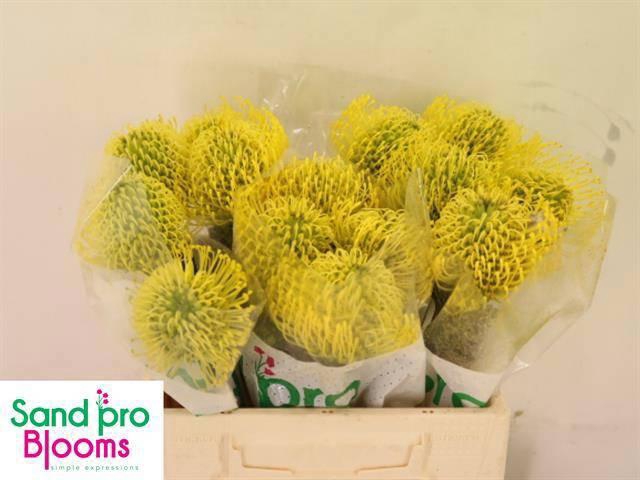 <h4>LEUCO CO HIGH GOLD</h4>