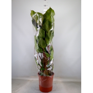 Homalomena rubescens 'Maggy'