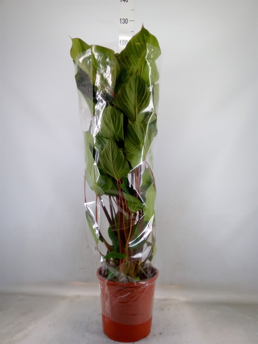 <h4>Homalomena rubescens 'Maggy'</h4>