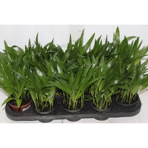 ARECA BAMBU P11