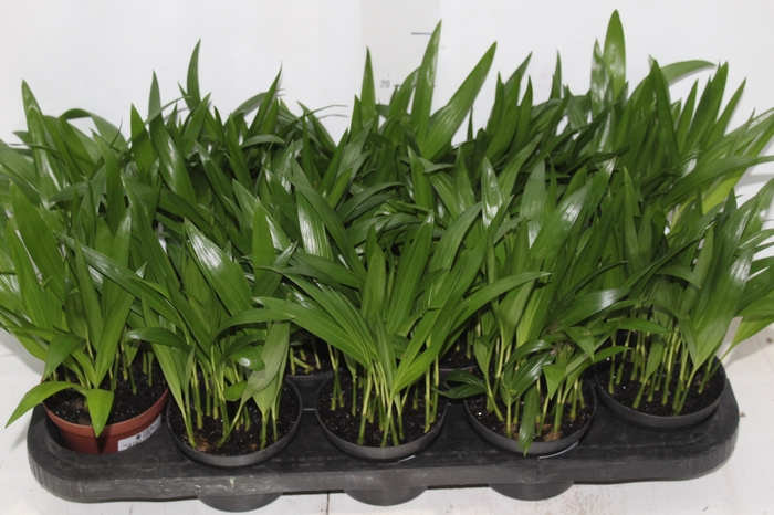<h4>ARECA BAMBU P11</h4>