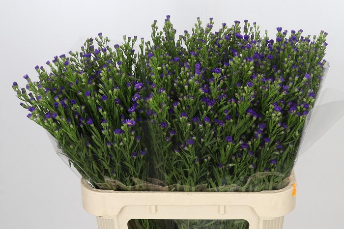 <h4>Aster Casamare</h4>
