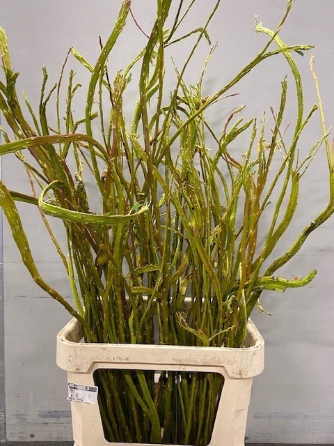 <h4>SALIX SEKKA BANDWILG</h4>