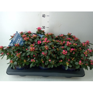 Rhododendron sim. 'Hor Class Rouge'