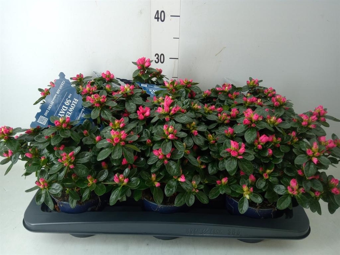 <h4>Rhododendron sim. 'Hor Class Rouge'</h4>