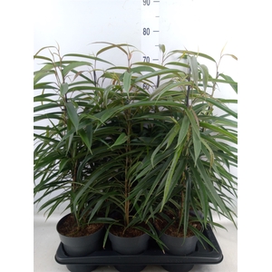 Ficus binn. 'Alii'