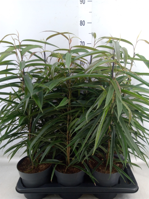 <h4>Ficus binn. 'Alii'</h4>