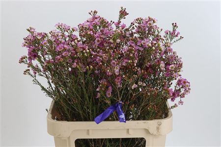 <h4>Chamelauc Adi Pink</h4>