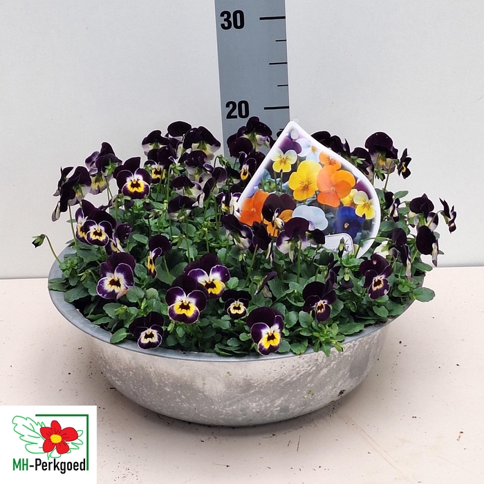 <h4>VIO CO SORBET GEM</h4>