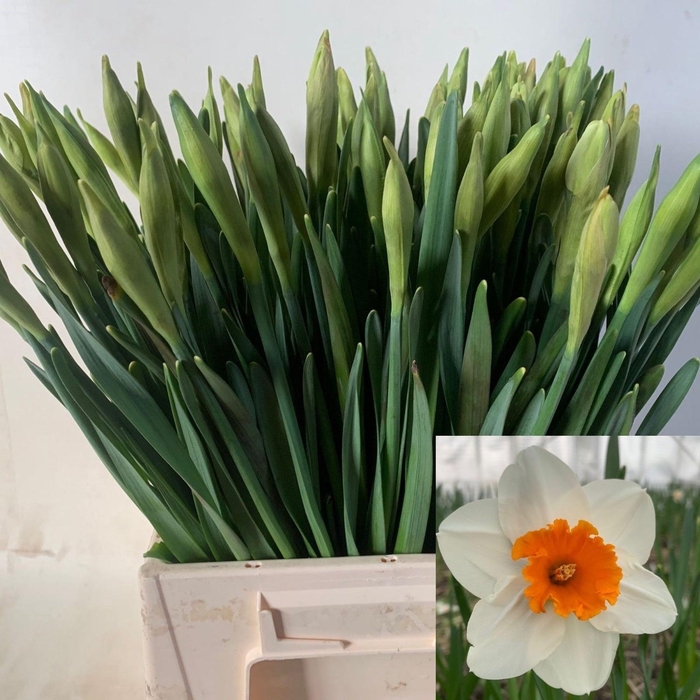 <h4>NARC G JOHAN STRAUSS</h4>