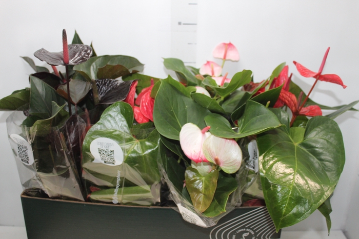 <h4>ANTHURIUM VARIADO P15 PREMIUM</h4>