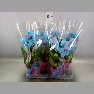 Phalaenopsis   ...