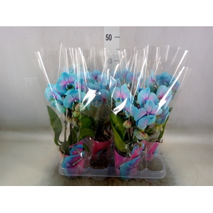 Phalaenopsis   ...