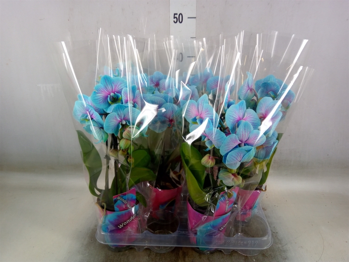 <h4>Phalaenopsis   ...</h4>
