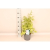vaste planten 19 cm  Delphinium elatum Delphina Light Blue White Bees