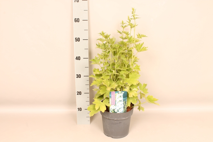 vaste planten 19 cm  Delphinium elatum Delphina Light Blue White Bees