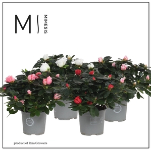 Mimesis Azalea Mix - 13cm
