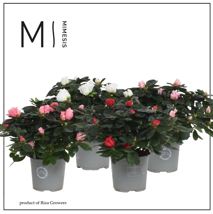 <h4>Mimesis Azalea Mix - 13cm</h4>