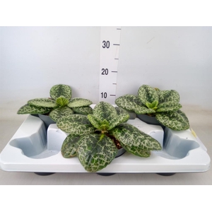 Labisia obtusifolia 'Kura Kura'