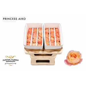 Rosa Princess Aiko