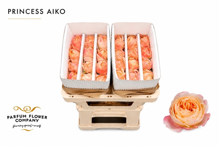 <h4>Rosa Princess Aiko</h4>