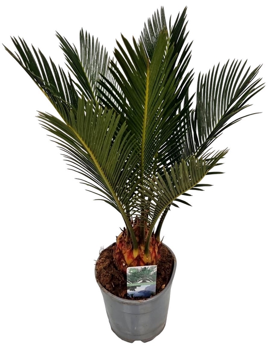 <h4>Cycas revoluta</h4>