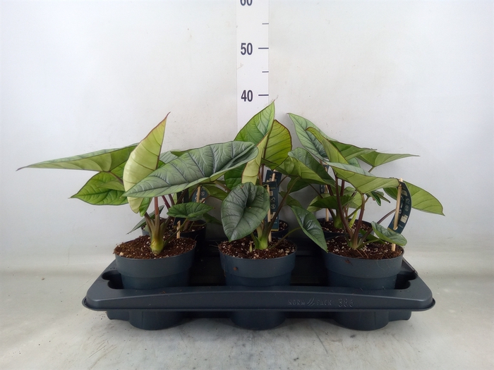<h4>Alocasia  'Platinum'</h4>