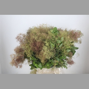 Cotinus Pruik P Bunch