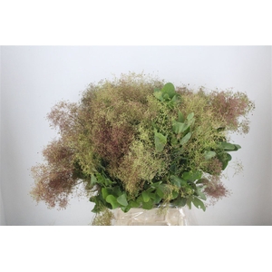 Cotinus Pruik P Bunch
