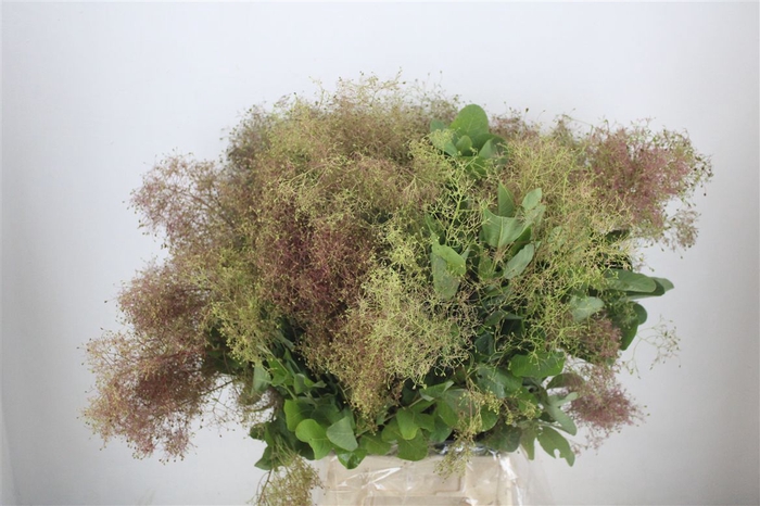<h4>Cotinus Pruik P Bunch</h4>