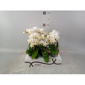 Phalaenopsis   ...mini