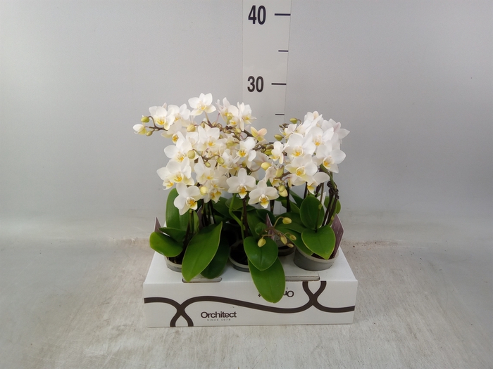 <h4>Phalaenopsis   ...mini</h4>