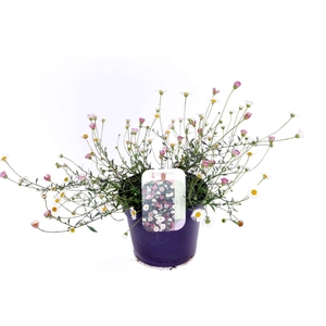 Erigeron karvinskianus Blütenmeer
