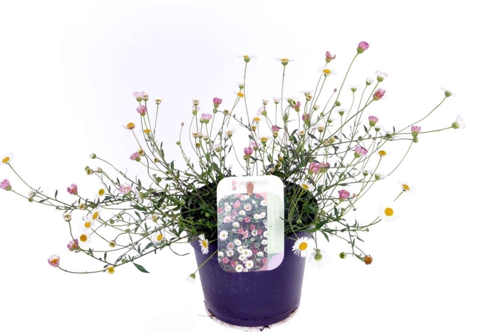 <h4>Erigeron karvinskianus Blütenmeer</h4>