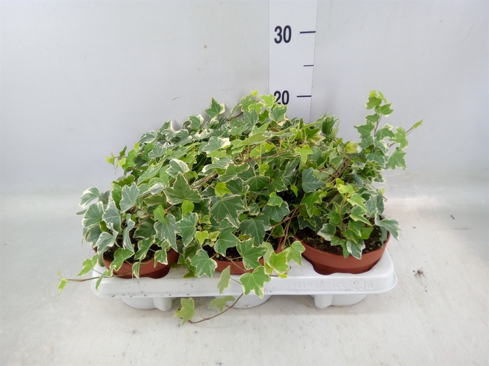 <h4>Hedera helix 'Eva'</h4>