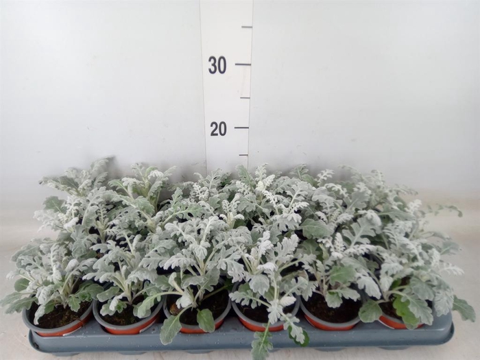 <h4>Jacobaea maritima</h4>